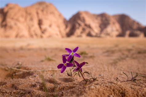 Arabie Saoudite : les superbes images de ce désert en fleur