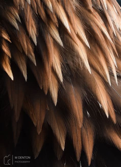 Golden Eagle Feathers | Eagle feathers, Golden eagle, Feather art