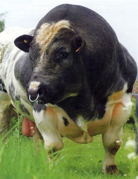 Biggest Animals in the World | Belgian blue cattle, Big animals, Animals