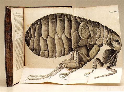 The Flea, a fold-out engraving from Robert Hooke's Micrographia (1665) Botanical Drawings ...