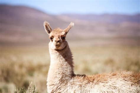 The 6 Best Places to See Wildlife in Argentina