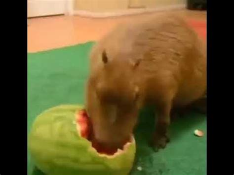 capybara eating watermelon - YouTube