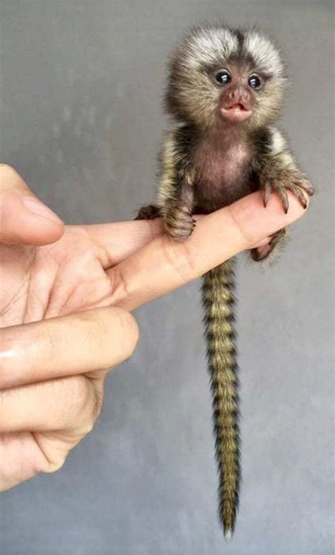 A Pygmy Marmoset : r/aww