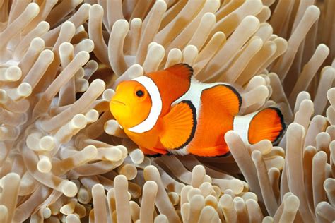 Clownfish Facts & Information Guide - American Oceans