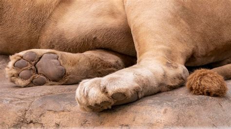 Premium Photo | Lion closeup lion paws close up