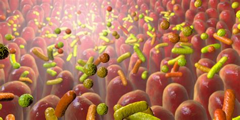 SMALL INTESTINE BACTERIAL OVERGROWTH (SIBO): OFTEN IGNORED CAUSE OF IRRITABLE BOWEEL SYNDROME ...