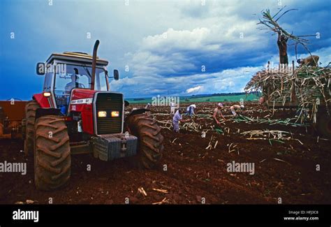 Brazil sugar cane hi-res stock photography and images - Alamy