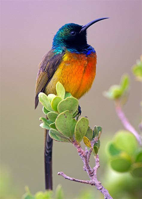 Orange-breasted Sunbird by Marcus Conway - ebirder - BirdGuides