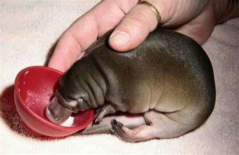 A puggle (baby platypus) | Baby platypus, Cute baby animals, Platypus