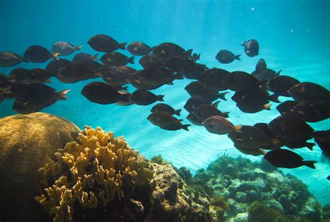 snorkel & scuba dive - Little Corn Island, Nicaragua (Caribbean Coast) - school of fish & s ...