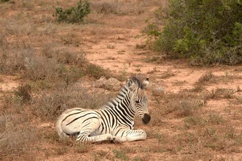 Zebra foal stock image. Image of horizontal, african, green - 4007761