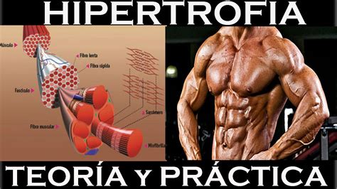 HIPERTROFIA. Teoría y práctica, conocimientos y rutina ejemplo. - YouTube