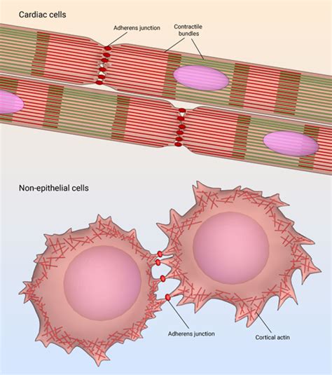 Adhesion - Definition and Examples - Biology Online Dictionary