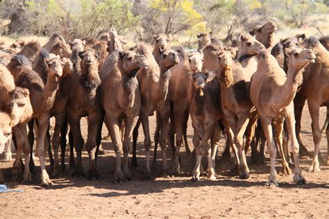 Dynamos Of The Desert: 10 Things You Didn't Know About African Camels | AFKTravel