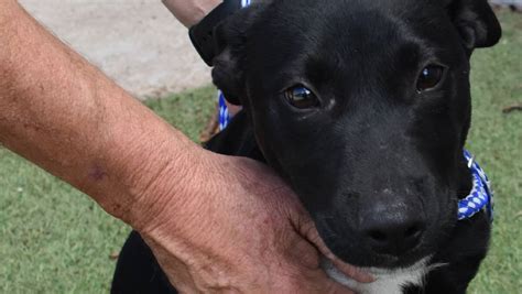 Pet of the Week: Puppy on parade at Lithgow Animal Shelter | Photos | Lithgow Mercury | Lithgow, NSW