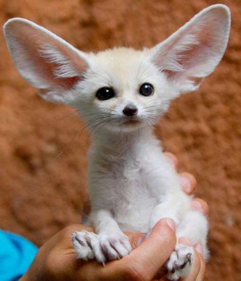 The Fennec fox's comically large ears don't just help it hear prey from far away or underground ...