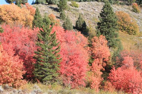 Free Images : nature, leaf, fall, flower, autumn, usa, season, maple tree, shrub, woodland ...