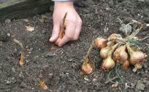 Step Guide to Growing Shallots - Allotment & Gardens