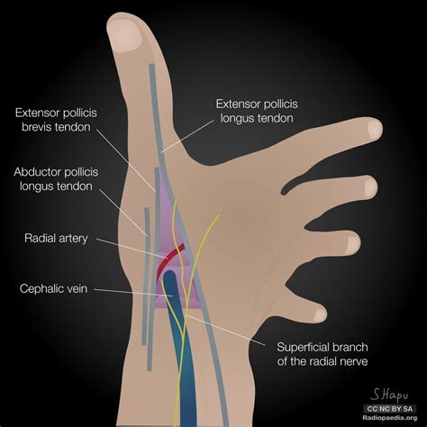 Anatomic Snuff Box | Hand therapy, Muscle anatomy, Sports massage therapy