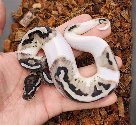 Vpi Axanthic Pied Ball Python by Bobs Balls - MorphMarket