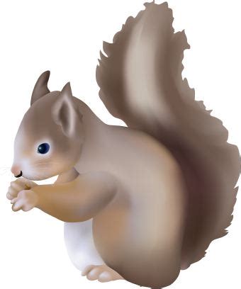 Squirrel clip art