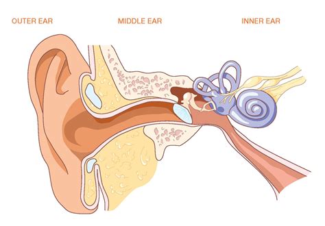 Human Ear Diagram Without Labels Human Ear Diagram Without Labels Human Ear Diagram Without ...