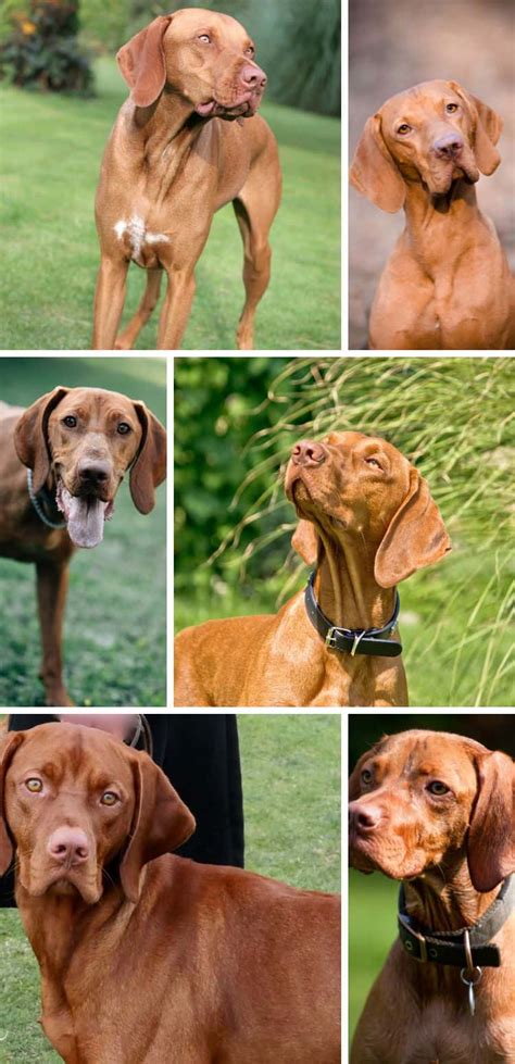 Hungarian Vizsla Colors: A Guide To Standard Vizsla Coat Colors | It's ...