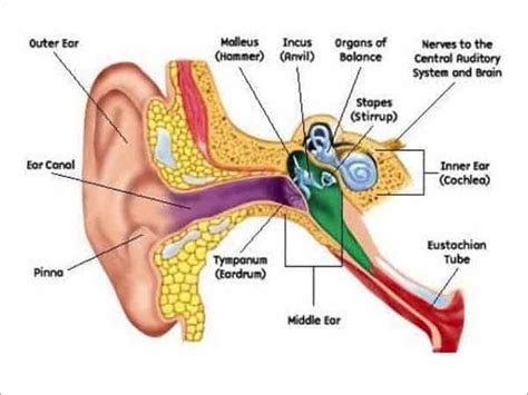 Blocked Ear / Sinus / Pressure Ear - Sound Therapy International