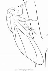 Cigale Coloring Page For Kids  Free Crickets Printable Pages sketch template