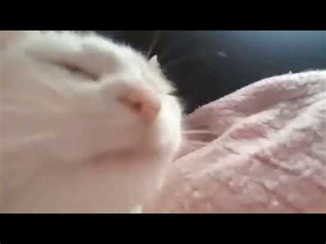 cat jam meme and gif (original) - YouTube