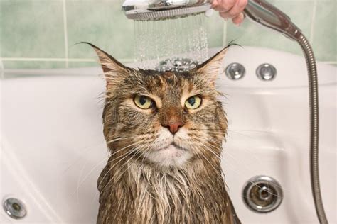 Wet cat in the bath stock photo. Image of bathtub, humor - 114441608