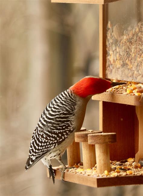 Nut Bar: Squirrel/bird Feeder - Etsy