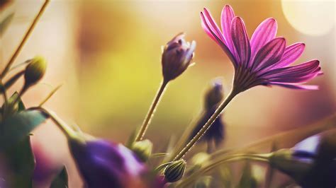 Purple Flower in Tilt Shift Lens · Free Stock Photo