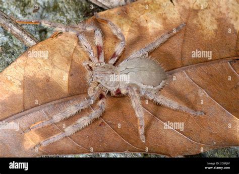 Large african spider Stock Photo - Alamy