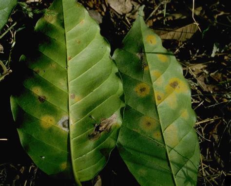 Coffee | Diseases and Pests, Description, Uses, Propagation