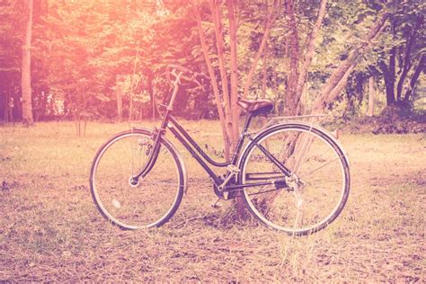 Vintage bicycle in garden stock photo. Image of decor - 67845866