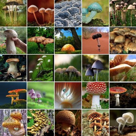 Why Do So Many Mushrooms Produce Psilocybin?