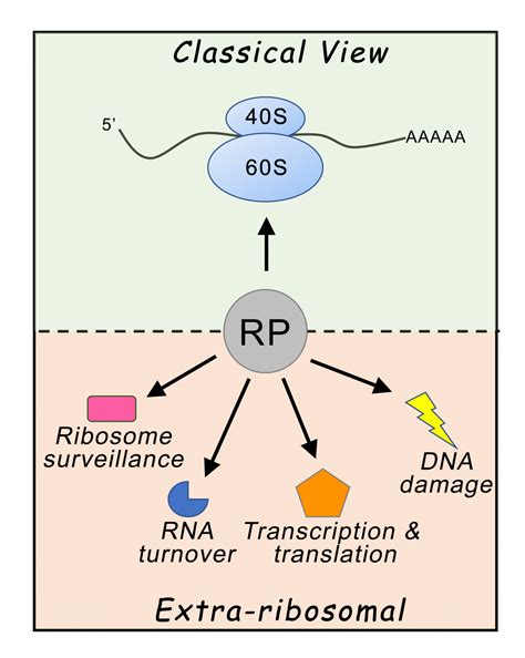 Extra-ribosomal functions of Ribosomal Proteins | Bachand Lab