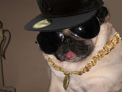 Ten Pictures of StreetWise Dogs Who Look Gangsters