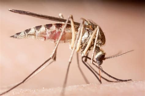 New Insecticide Makes Mosquitoes Pop | Scientific American