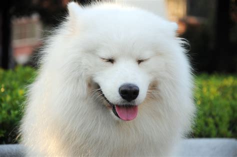 Samoyed Wallpapers - Wallpaper Cave