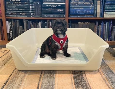 SHIRLEY K'S Indoor Dog Potty Tray, X-Large, Beige - Chewy.com