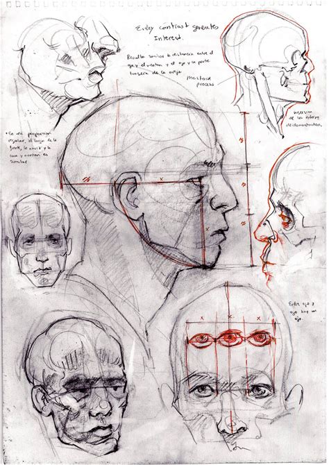 Head Structure by David Gau. http://davidgau.blogspot.com/ Anatomy ...