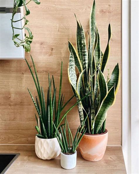 Snake plant varieties sansevieria types – Artofit