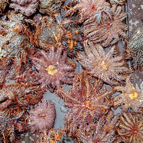 Crown-of-thorns starfish threatens Cebu beach town’s marine life