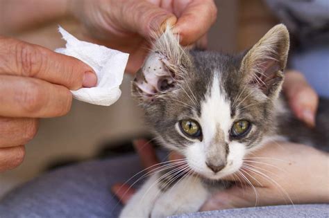 Ear Mites In Cats: What Are The Signs & How To Treat Them