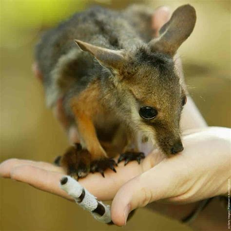 Baby Wallaby » GagDaily News