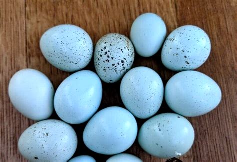 24 NPIP/AI CLEAN CELADON QUAIL HATCHING EGGS NICE BLUE EGGS!!! | eBay