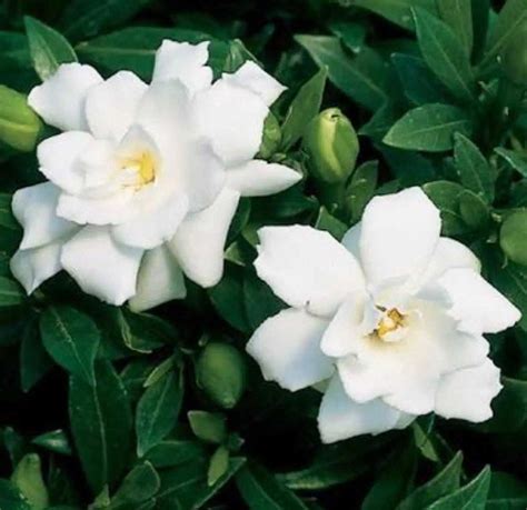 Gardenia Absolute (Gardenia jasminoides) – Natural Alchemy