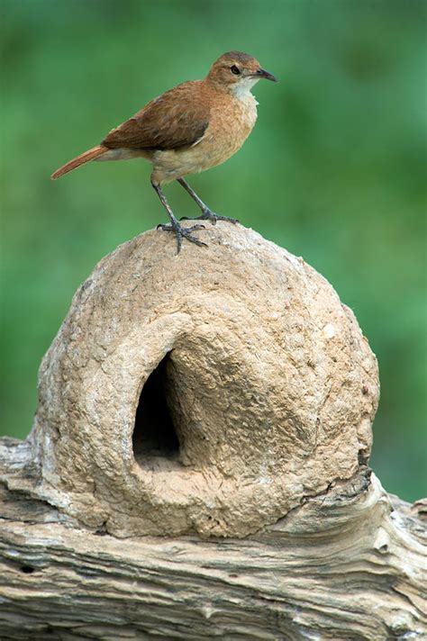 Rufous Hornero Furnarius Rufus On Nest Photograph by Panoramic Images ...